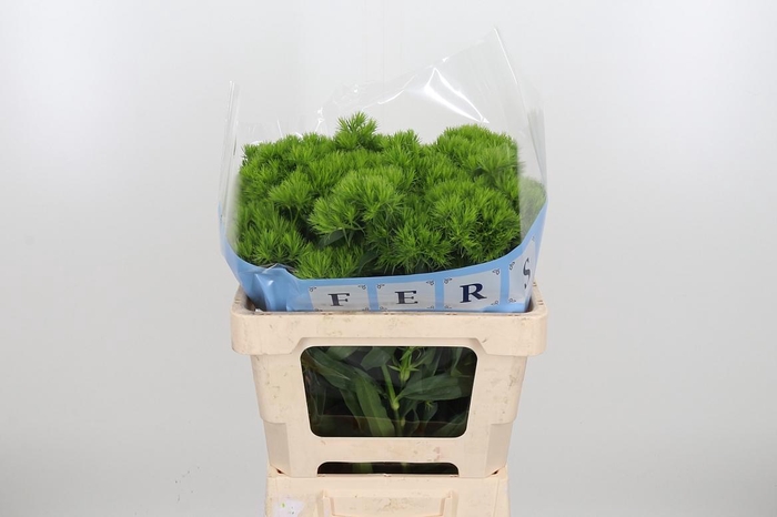 <h4>Di Barb Green Wicky</h4>