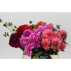 Dahlia Gemengd in fust