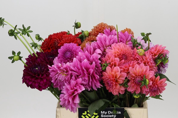 Dahlia Gemengd in fust