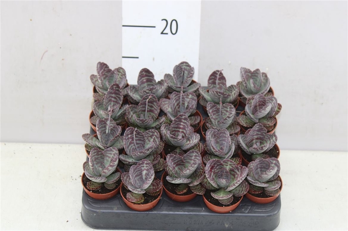 <h4>Kalanchoe Zebra</h4>