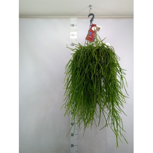 Rhipsalis   ...