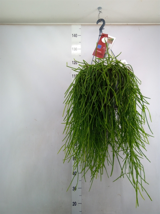 <h4>Rhipsalis   ...</h4>