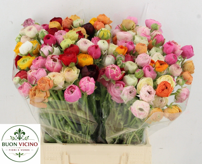 <h4>RANUNCULUS OV</h4>