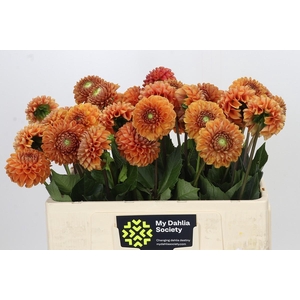 Dahlia Cornel Bronze