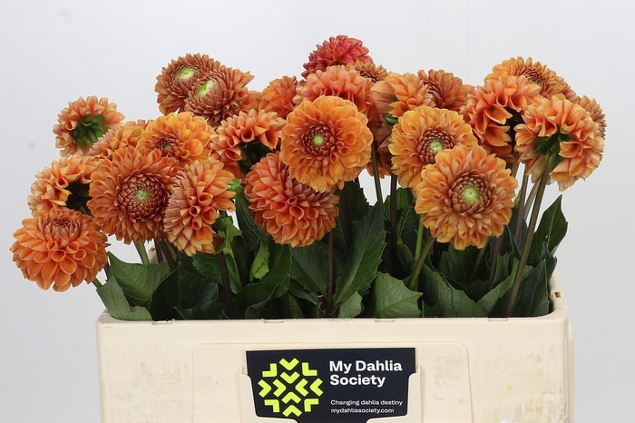 <h4>Dahlia Cornel Bronze</h4>