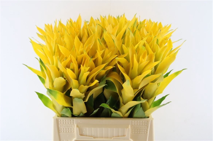 <h4>Bromelia Hilda</h4>