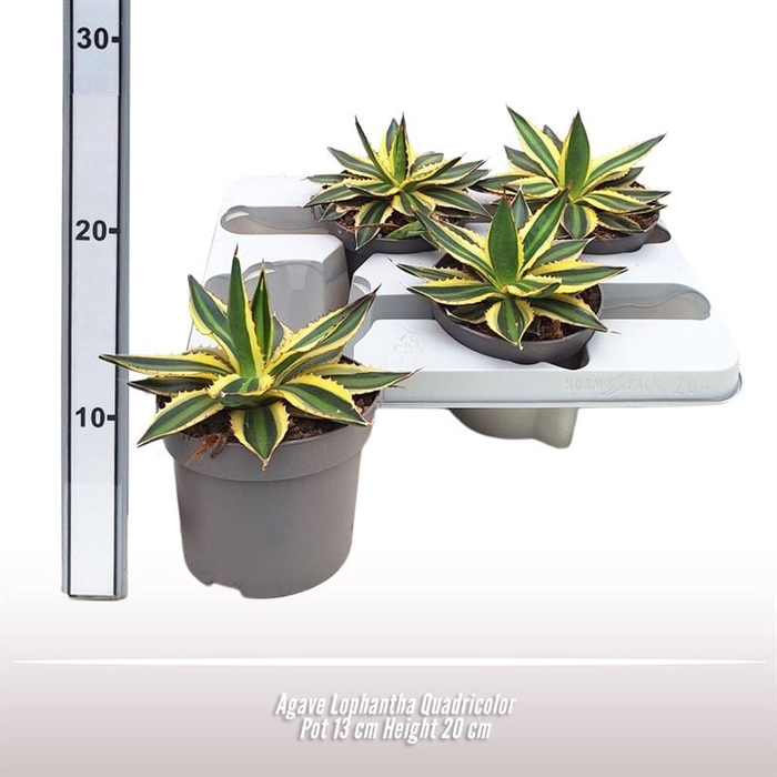 <h4>Agave Lophantha Quadricolor</h4>