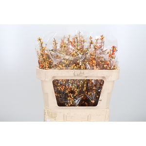 Ilex Ve Ilexia Julia