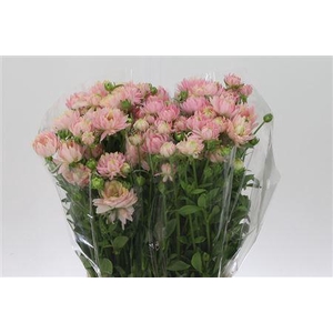 Ran N Moderna Venus Pink