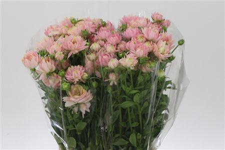 <h4>Ran N Moderna Venus Pink</h4>