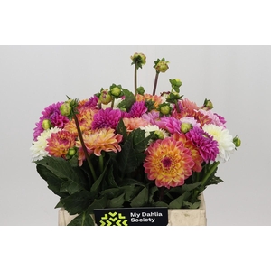 Dahlia Gemengd in bos