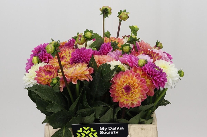 <h4>Dahlia Gemengd in bos</h4>