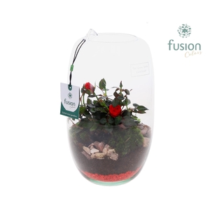 Green Bottle Love, Isabella Medium met Potroos D15