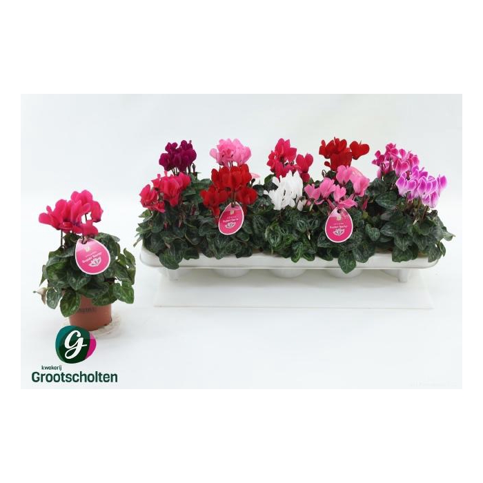 <h4>CYCL KL SUP VERANO</h4>