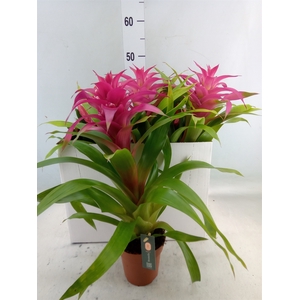 Bromelia   ...mix