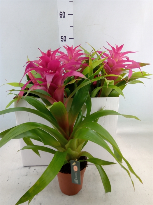 <h4>Bromelia   ...mix</h4>