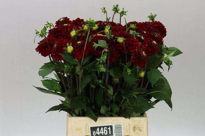 Dahlia Red Fox A2