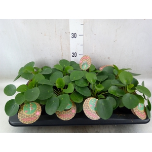 Pilea peperomoides