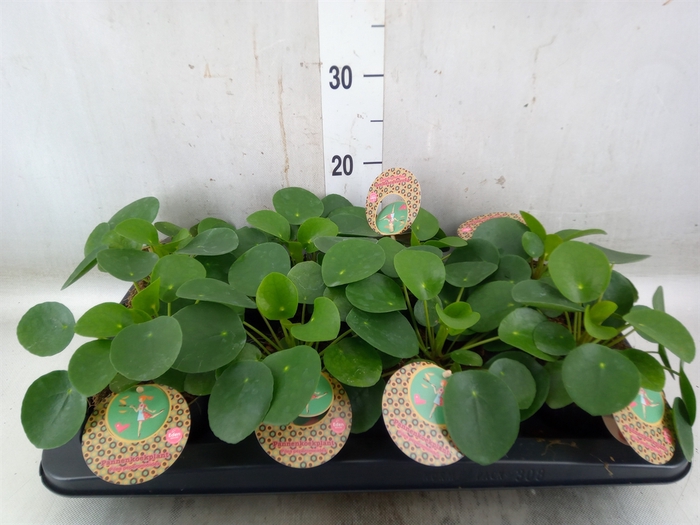 <h4>Pilea peperomoides</h4>