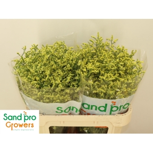 LIM SIN CHINA SUMMER