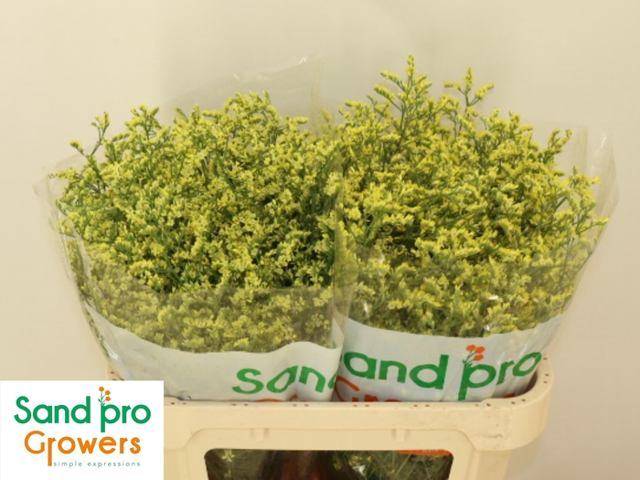 <h4>LIM SIN CHINA SUMMER</h4>