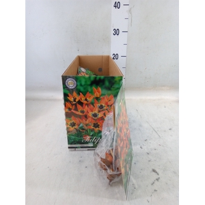 Tulipa   ...flowerbulbs