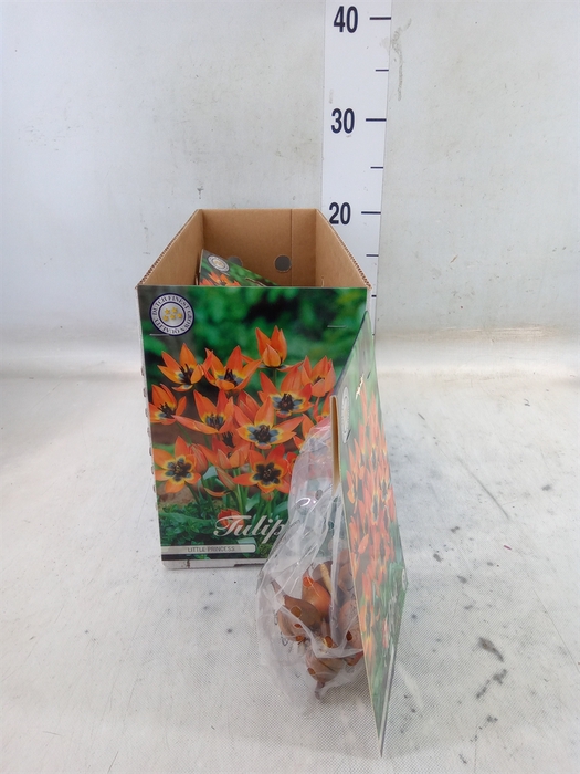 <h4>Tulipa   ...flowerbulbs</h4>