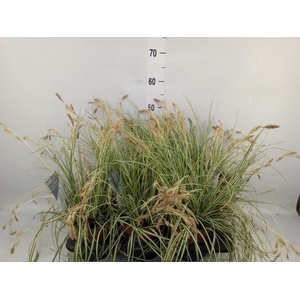 Carex hachijoensis 'Evergold'