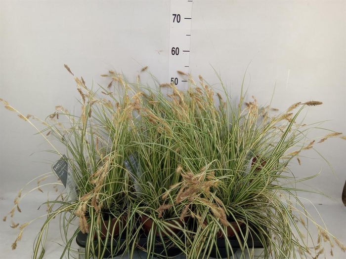 <h4>Carex hachijoensis 'Evergold'</h4>