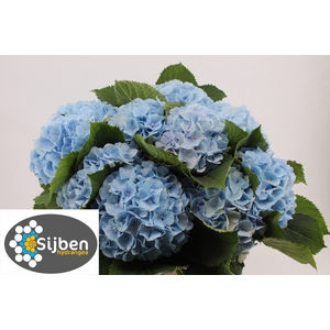 HYDR M CH VERENA BL