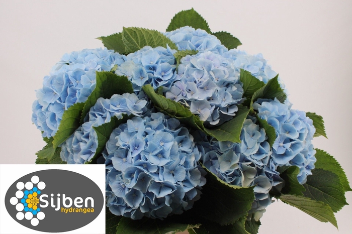 <h4>HYDR M CH VERENA BL</h4>