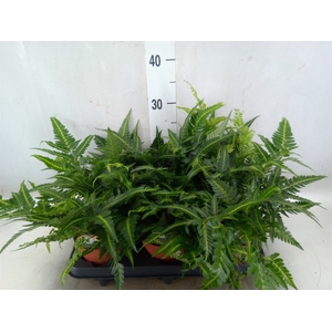 Arachniodes aristata 'Variegata'