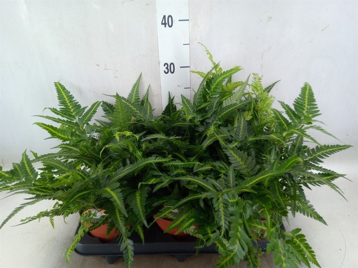 <h4>Arachniodes aristata 'Variegata'</h4>