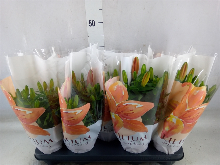 <h4>Lilium asia. 'Matrix'</h4>