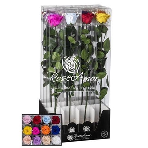 Display 60cm Stem Assorted