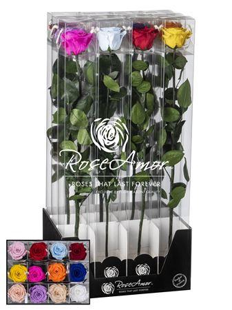 <h4>Display 60cm Stem Assorted</h4>
