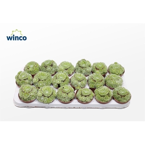 Sempervivum Arachnoidum (group)