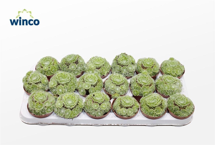 <h4>Sempervivum Arachnoidum (group)</h4>