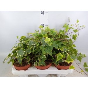 Hedera helix 'Goldchild'