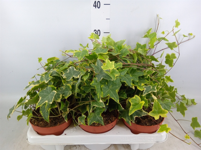 <h4>Hedera helix 'Goldchild'</h4>