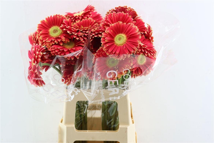 <h4>Ge Gr Marylene</h4>