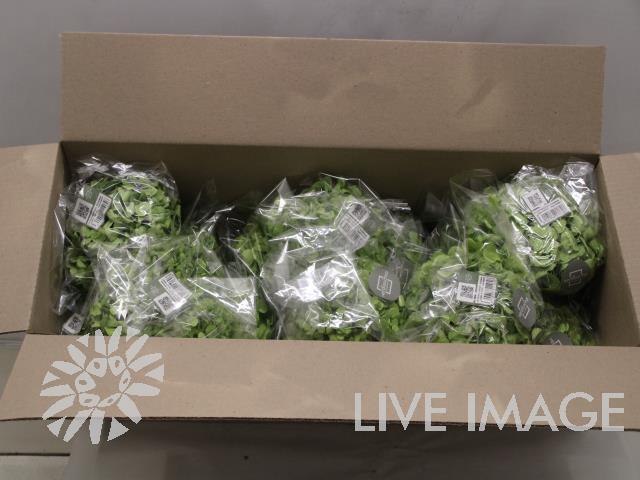 Dried hydrangea green pistachio