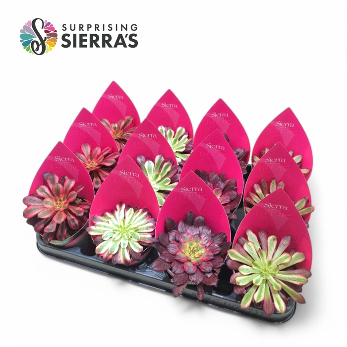 <h4>Sierra's® - Aeonium Mix (Exclusive) Sierra Collection</h4>