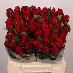 R GR RED TORCH