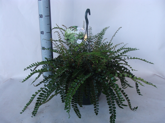 <h4>Asplenium   ...</h4>