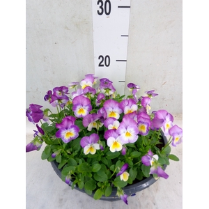 Viola corn. 'Evo Mini Pink Wing'