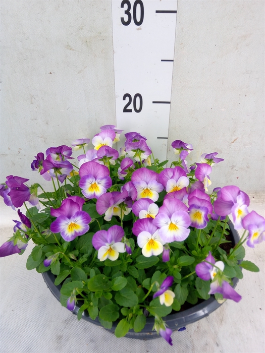<h4>Viola corn. 'Evo Mini Pink Wing'</h4>
