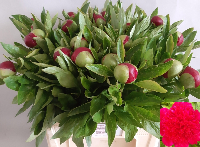 <h4>PAEO RED CHARM</h4>