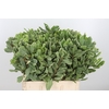 Pittosporum Ilan