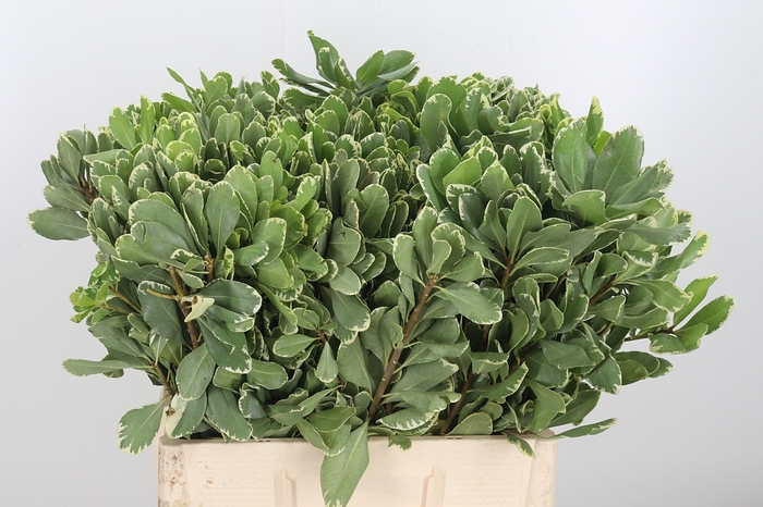 Pittosporum Ilan